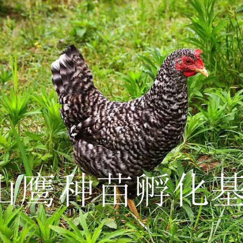 芦花鸡苗出壳苗35~45克雌