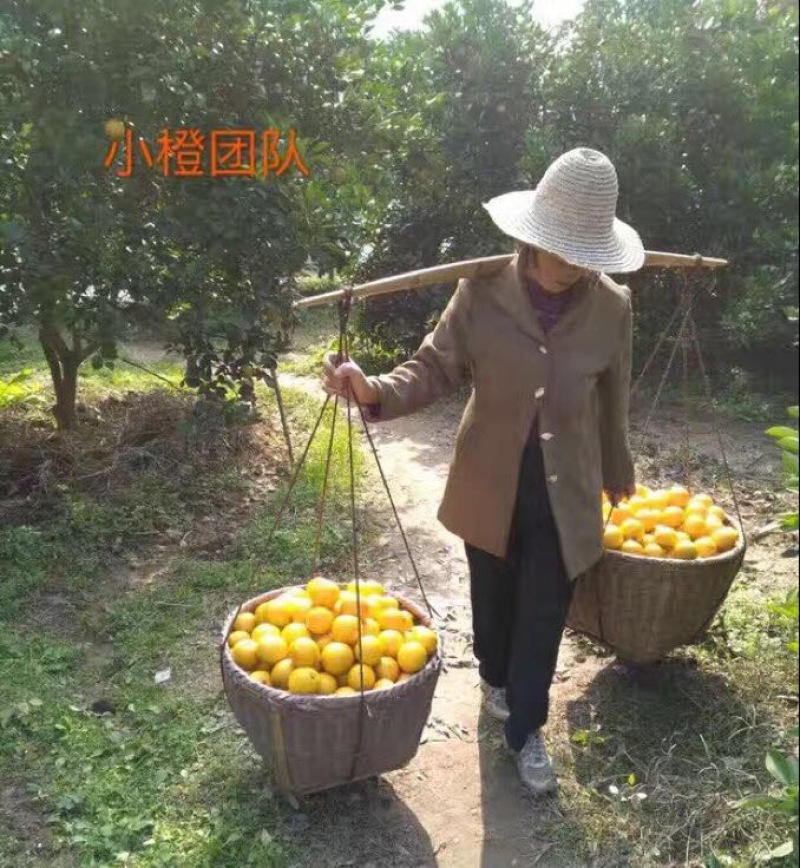 冰糖橙65mm以下