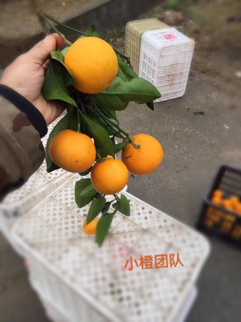 冰糖橙65mm以下