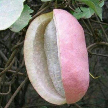 八月瓜苗