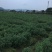 黄山贡菊一级