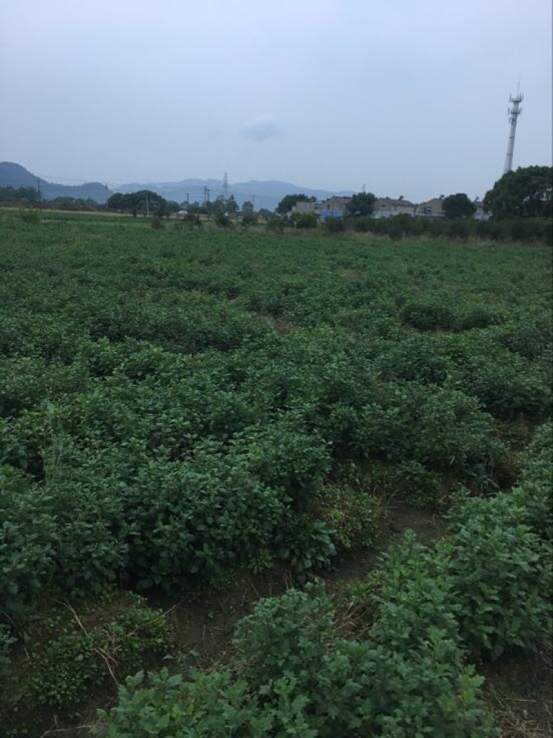黄山贡菊一级