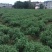 黄山贡菊一级