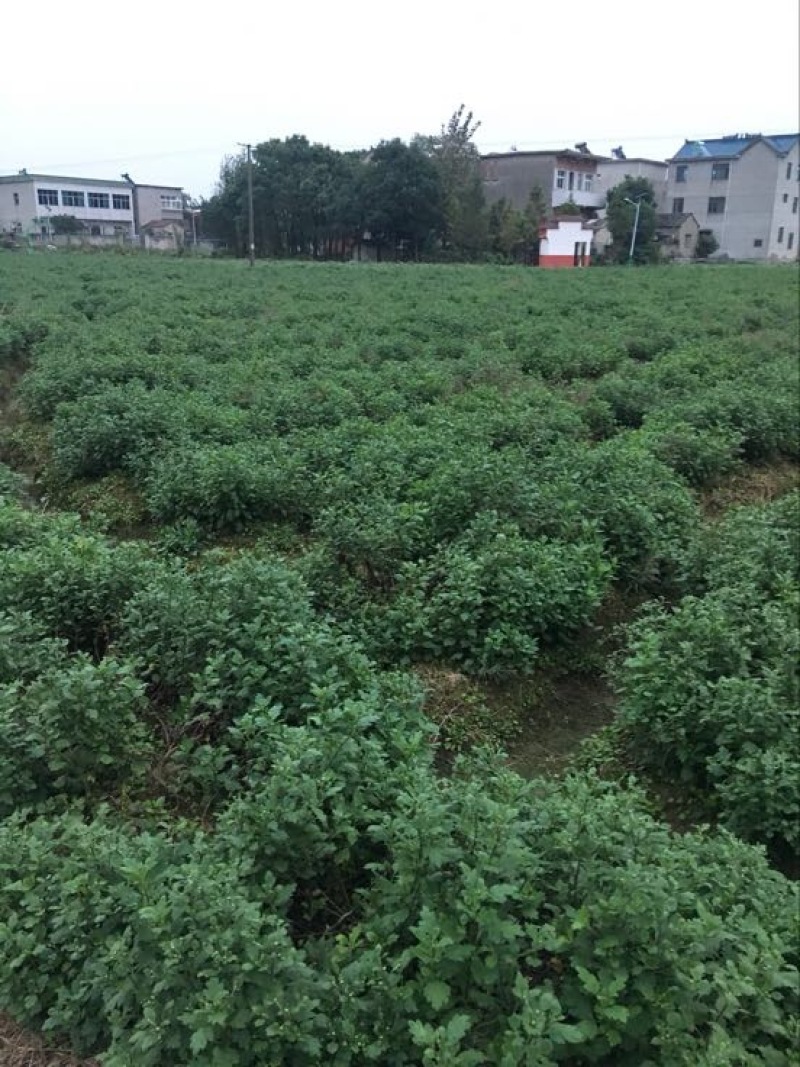 黄山贡菊一级