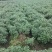黄山贡菊一级