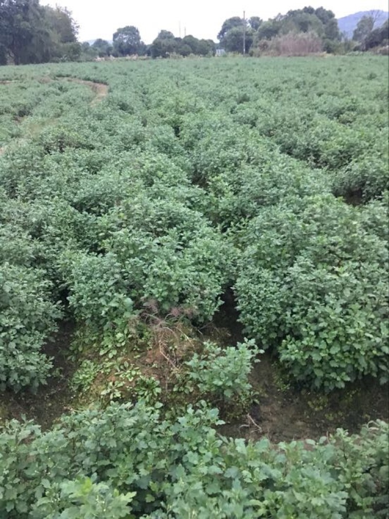 黄山贡菊一级