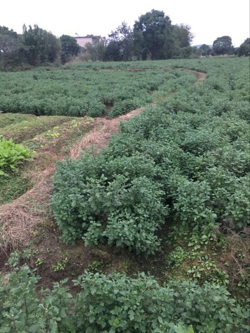 黄山贡菊一级