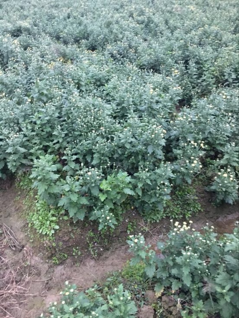 黄山贡菊一级