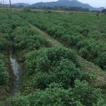 黄山贡菊一级
