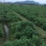 黄山贡菊一级