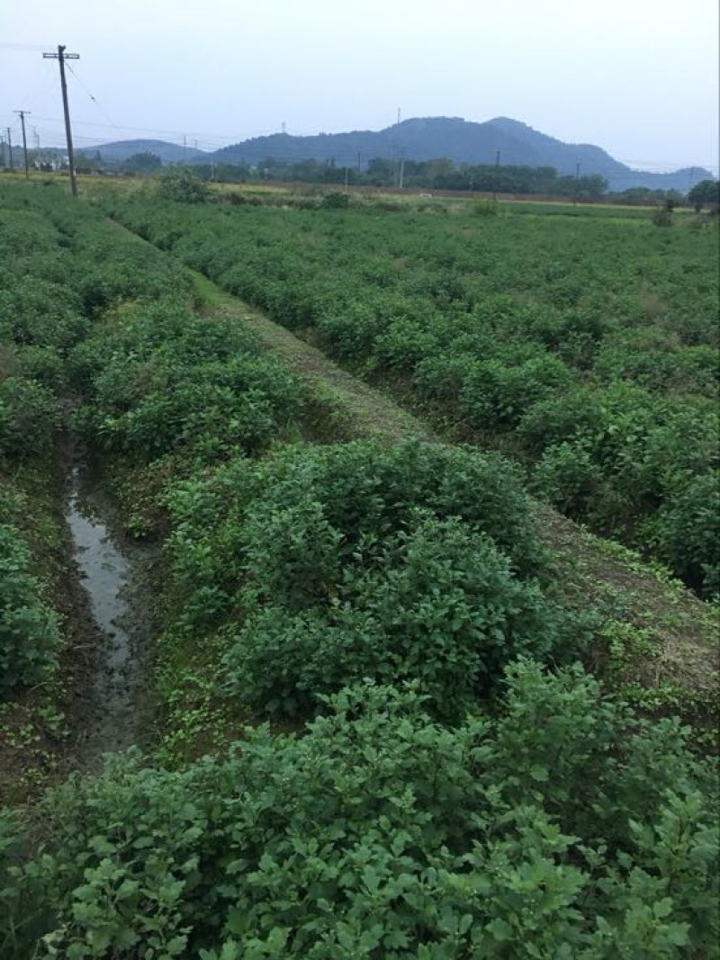 黄山贡菊一级