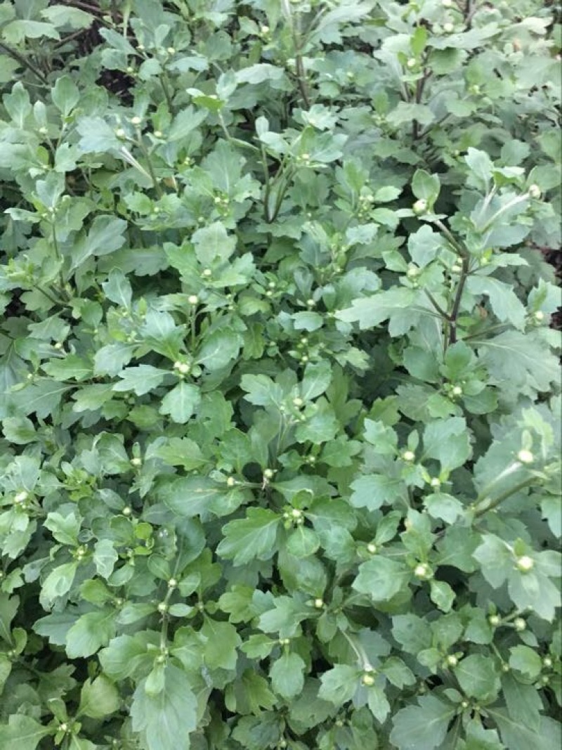 黄山贡菊一级