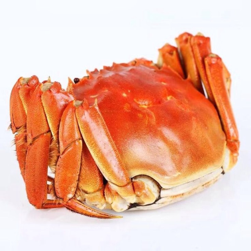 中华绒螯蟹食用1.4-1.6两/只雌