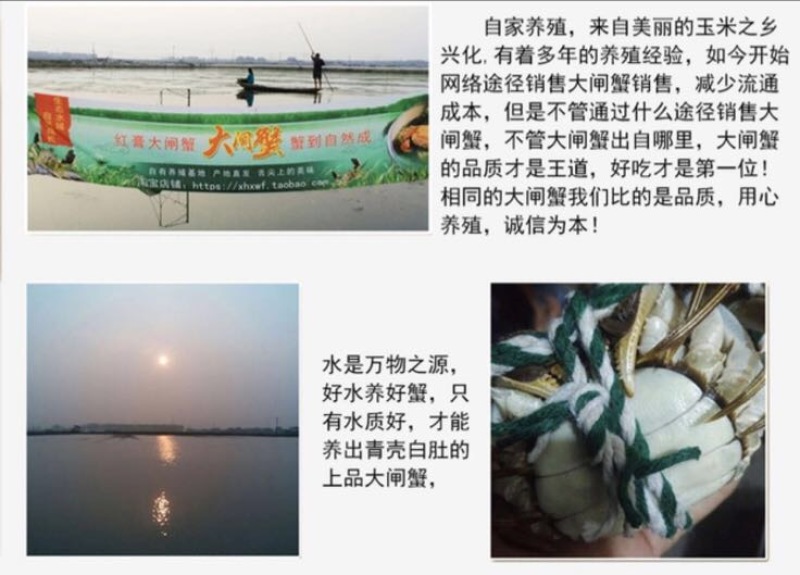 精挑钢筋腿挑膏蟹母蟹
