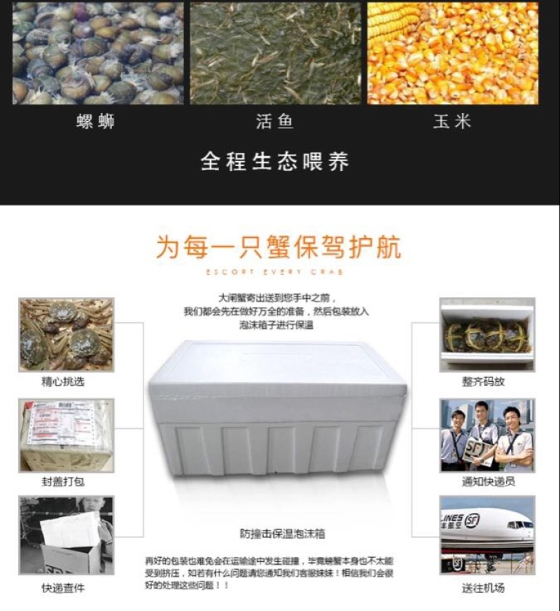 精挑钢筋腿挑膏蟹母蟹