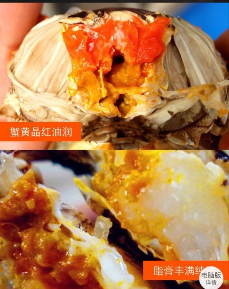 精挑钢筋腿挑膏蟹母蟹