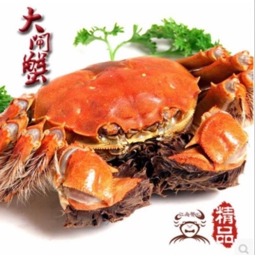 精挑钢筋腿挑膏蟹母蟹