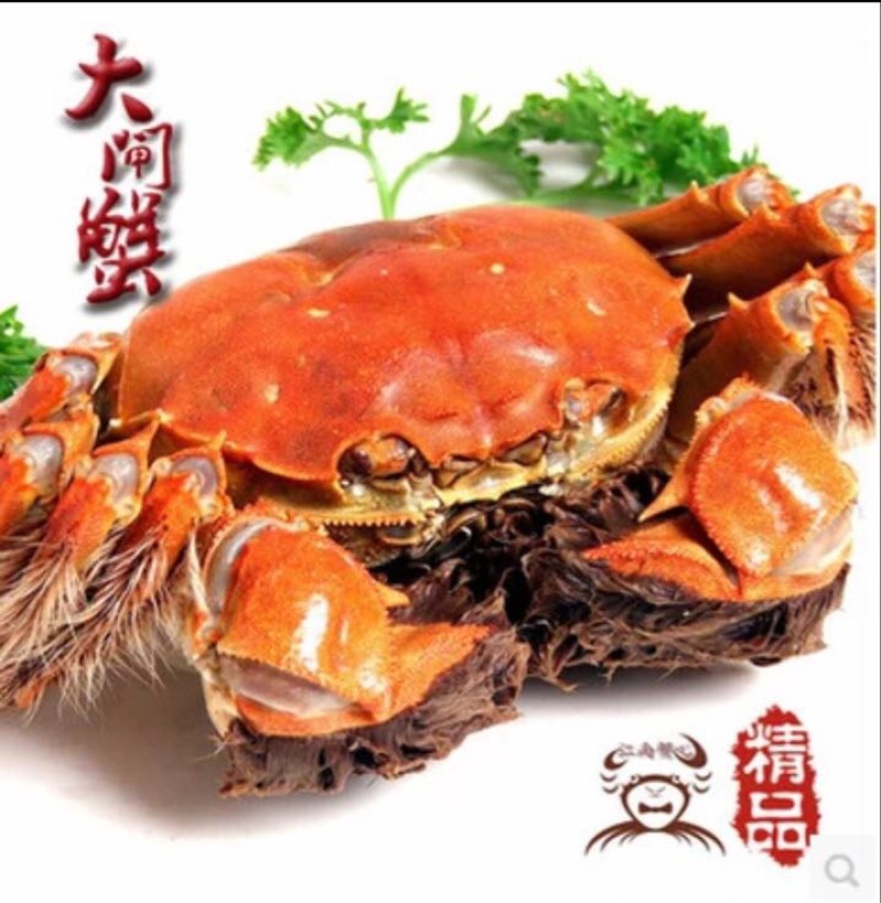 精挑钢筋腿挑膏蟹母蟹