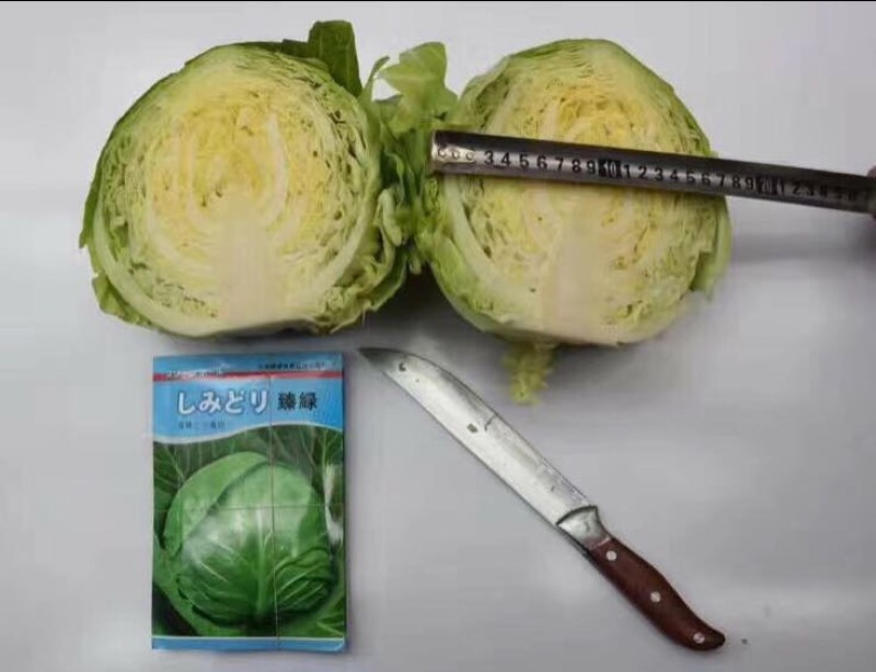 春秋甘蓝种子～臻绿甘蓝种子