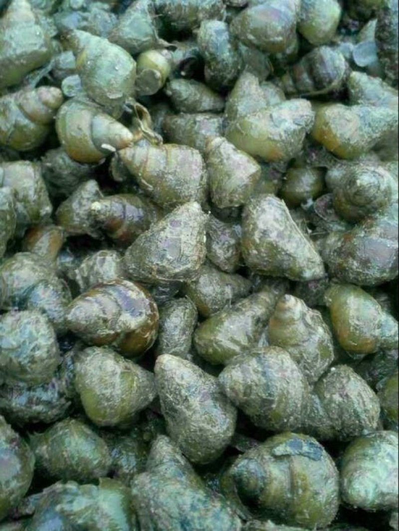 螺蛳食用鲜活
