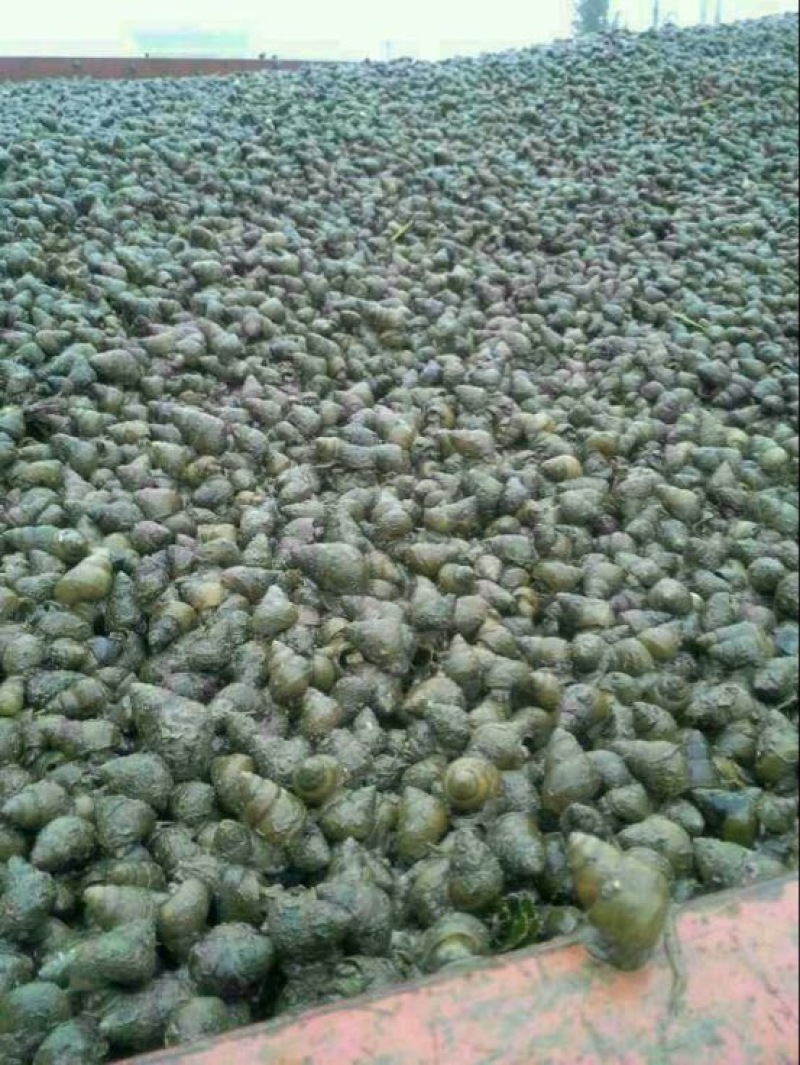 螺蛳食用鲜活