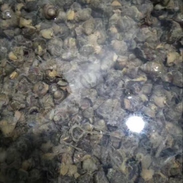 螺蛳食用鲜活