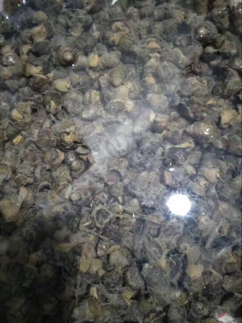 螺蛳食用鲜活