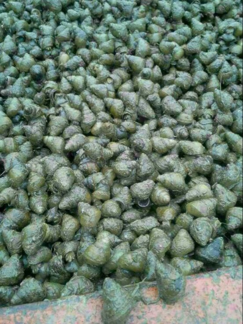 螺蛳食用鲜活