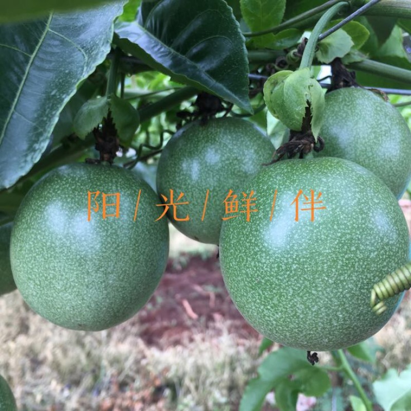 百香果90~100g紫果