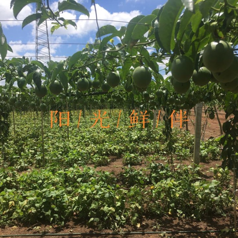 百香果90~100g紫果