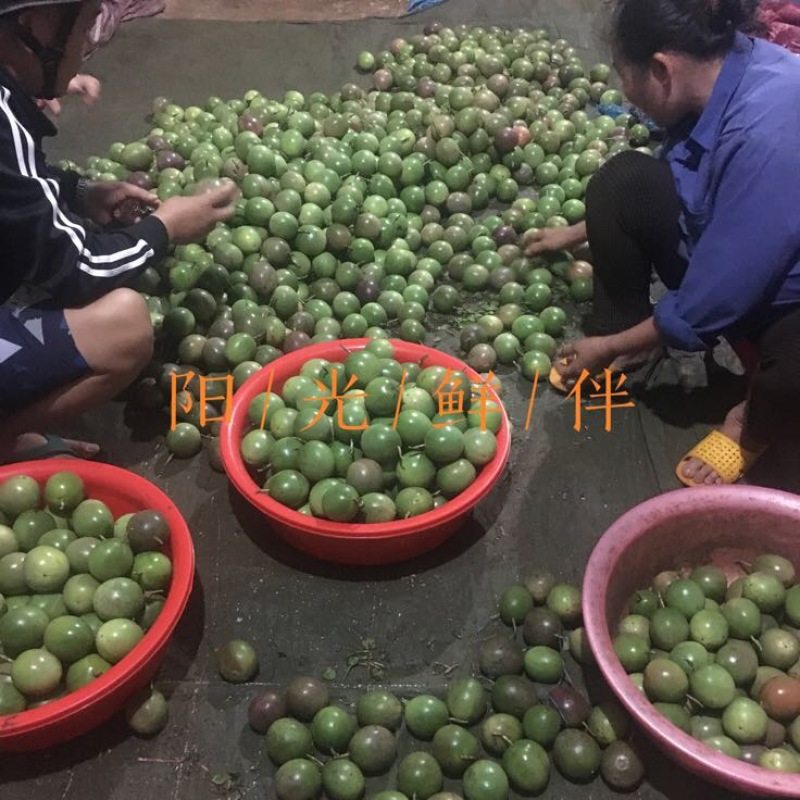 百香果90~100g紫果