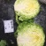 春秋甘蓝种子～臻绿甘蓝种子
