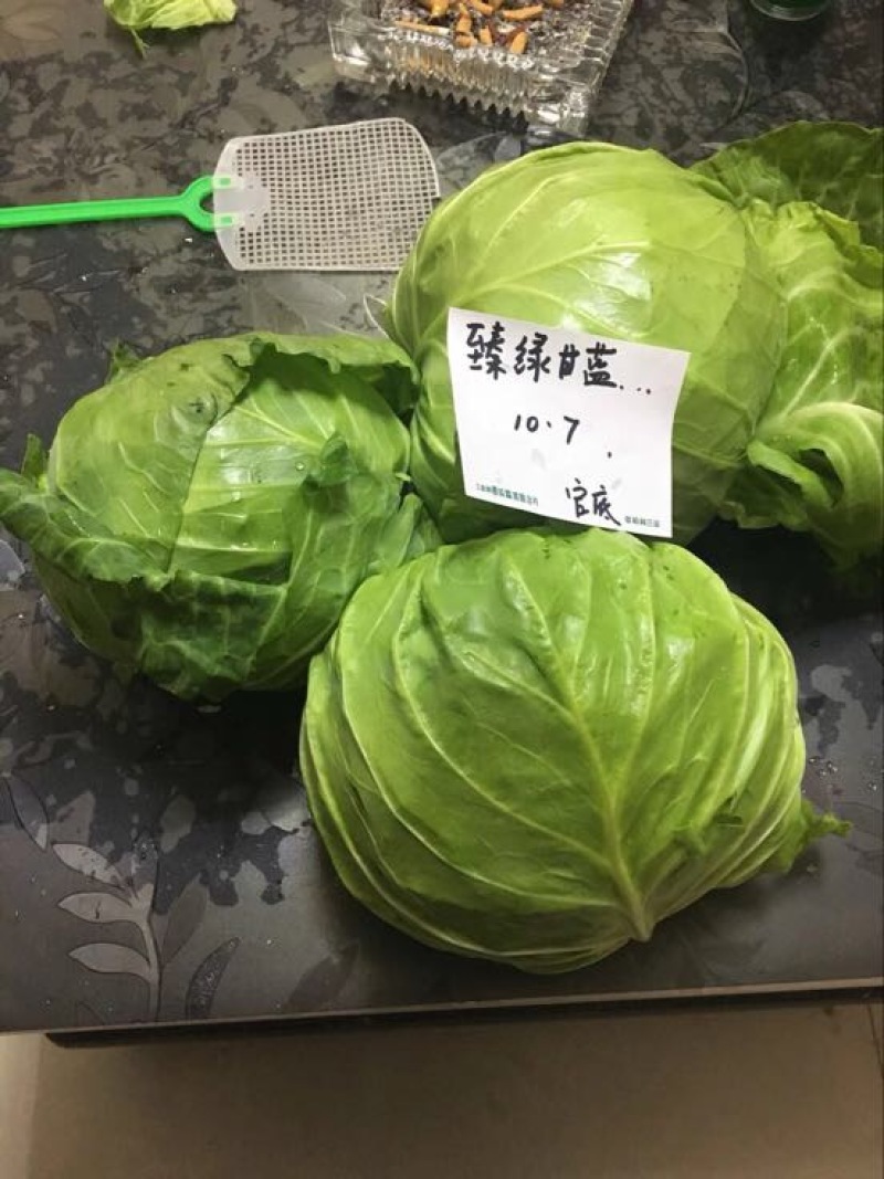 春秋甘蓝种子～臻绿甘蓝种子