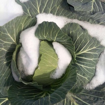 耐寒越冬雪地甘蓝种子～楚甘662