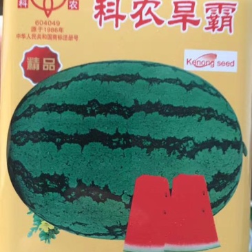 抗旱大型西瓜种子～科龙旱霸