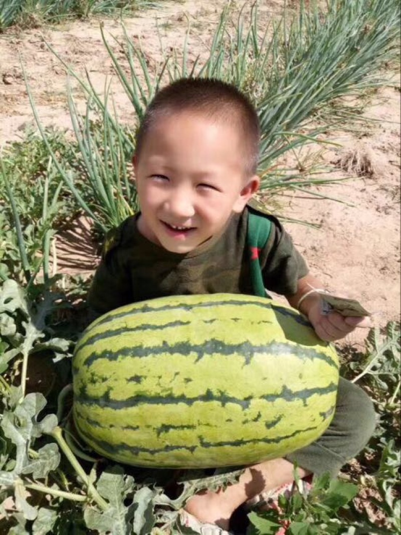 抗旱大型西瓜种子～科龙旱霸