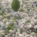 玉芒8两以上