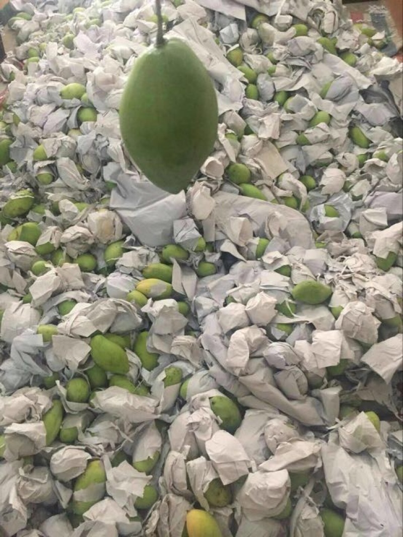 玉芒8两以上