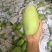 玉芒8两以上