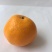 宫川蜜橘6.5~7cm