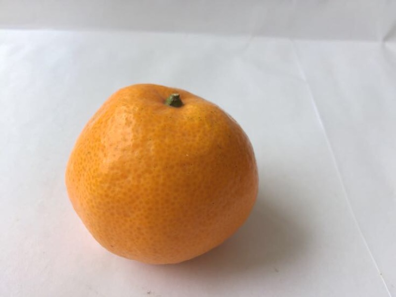 宫川蜜橘6.5~7cm
