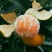 蜜橘5~5.5cm