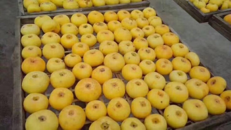 柿饼1~2两