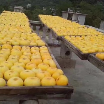 柿饼1~2两