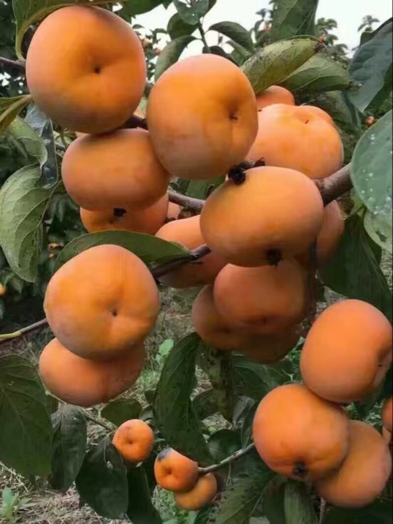 柿饼1~2两