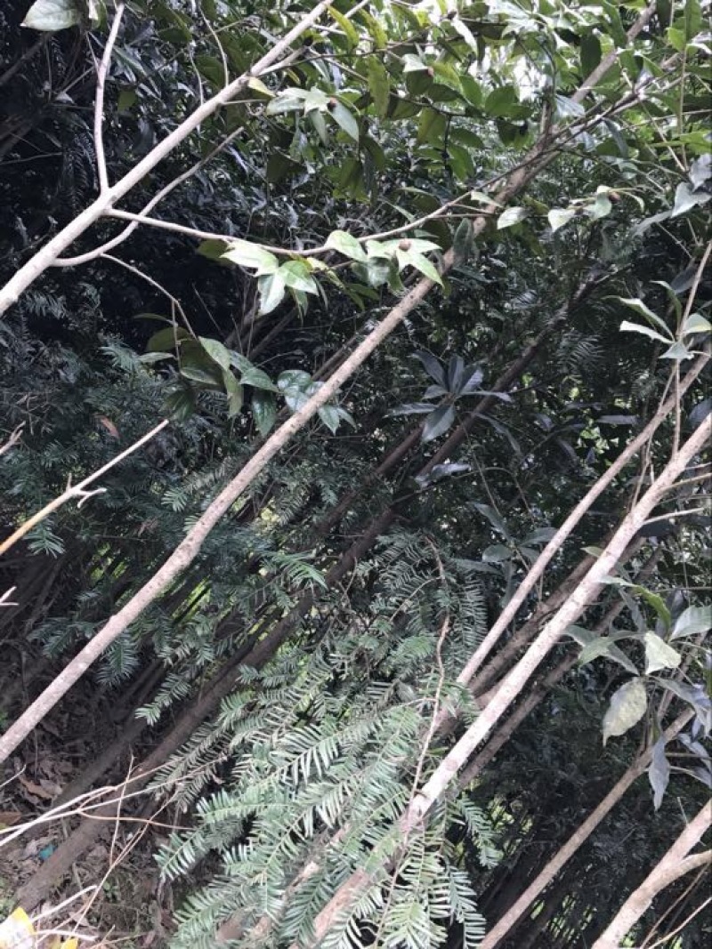 八月桂苗