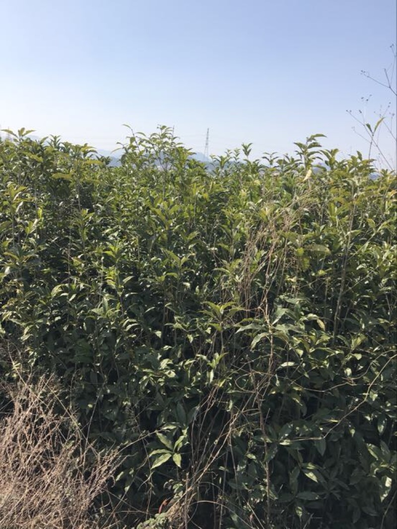 八月桂苗
