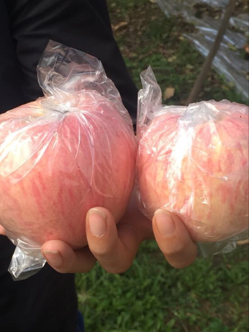 红富士苹果70mm以上纸+膜袋规格齐全，欢迎采购