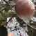 红富士苹果70mm以上纸+膜袋规格齐全，欢迎采购