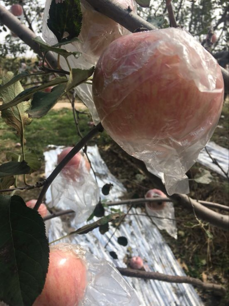红富士苹果70mm以上纸+膜袋规格齐全，欢迎采购
